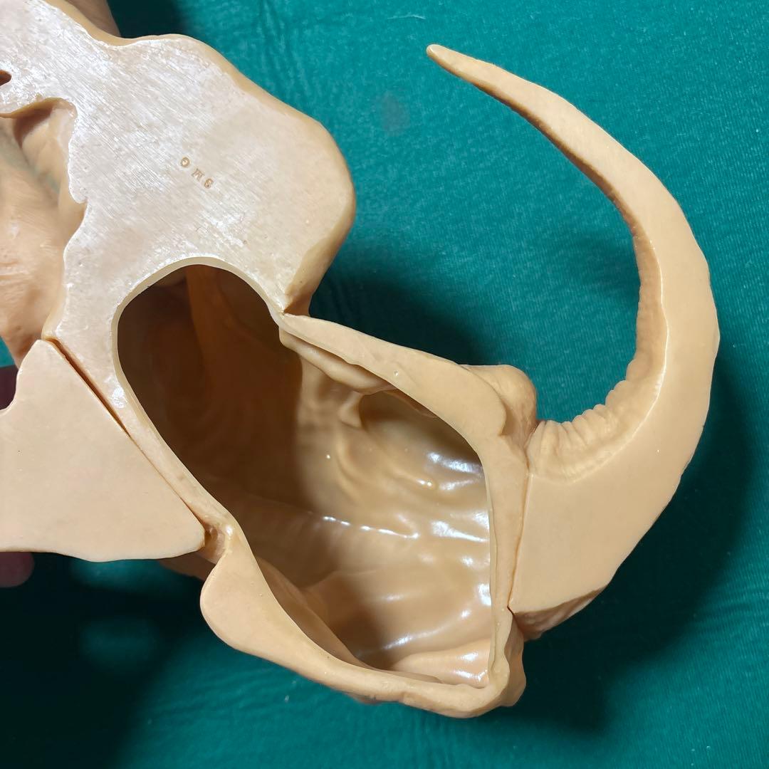 スクリーミングマッドジョージ foot dog 足犬 ソフビ