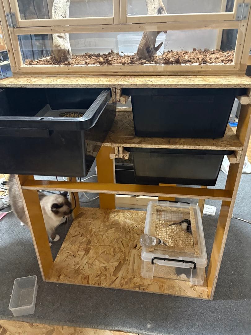 スネークラック　オーダー　受付用　爬虫類　ボールパイソン　ケージ