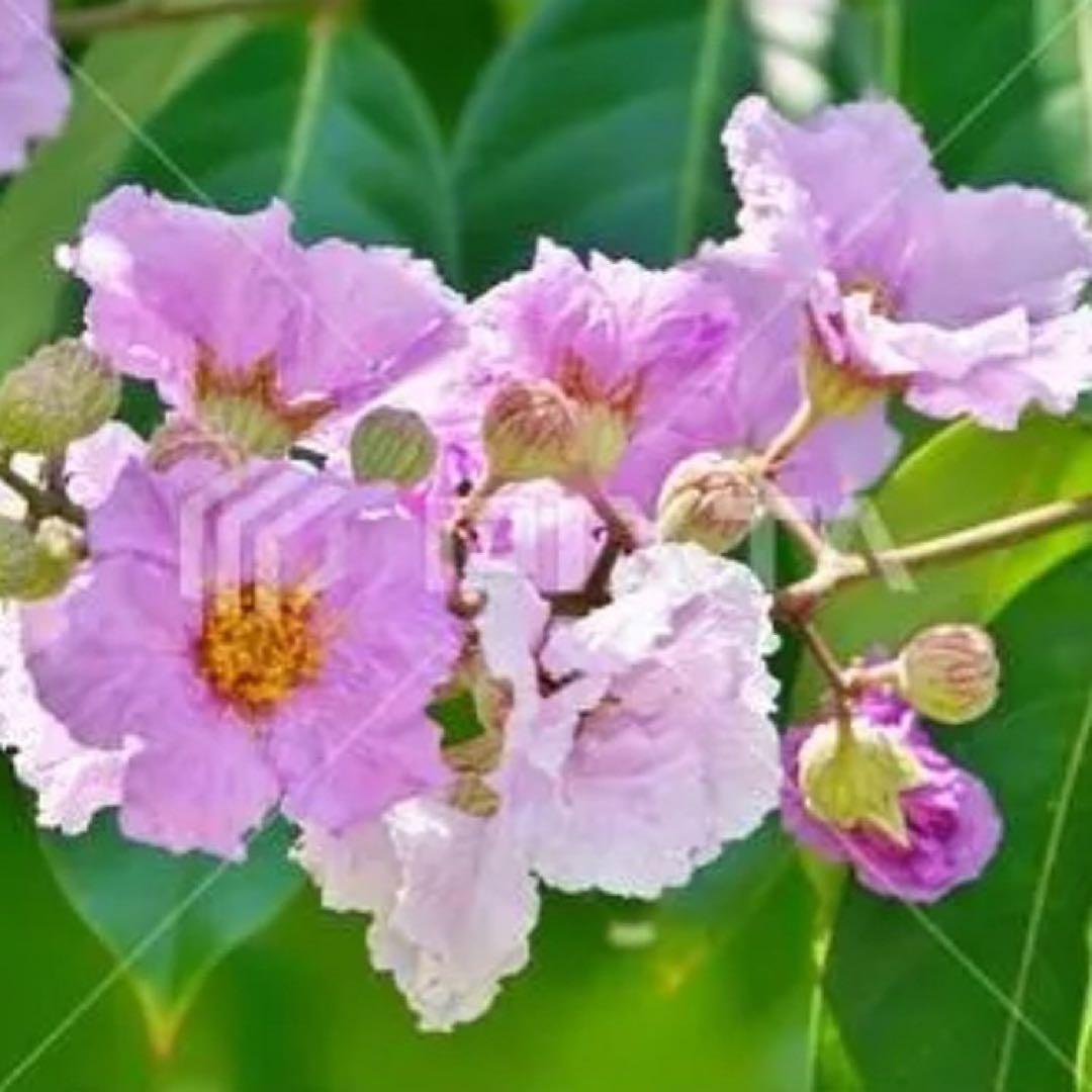 【プロフ必見】【送料無料】バナバ茶　50g　無農薬　100%NATURAL