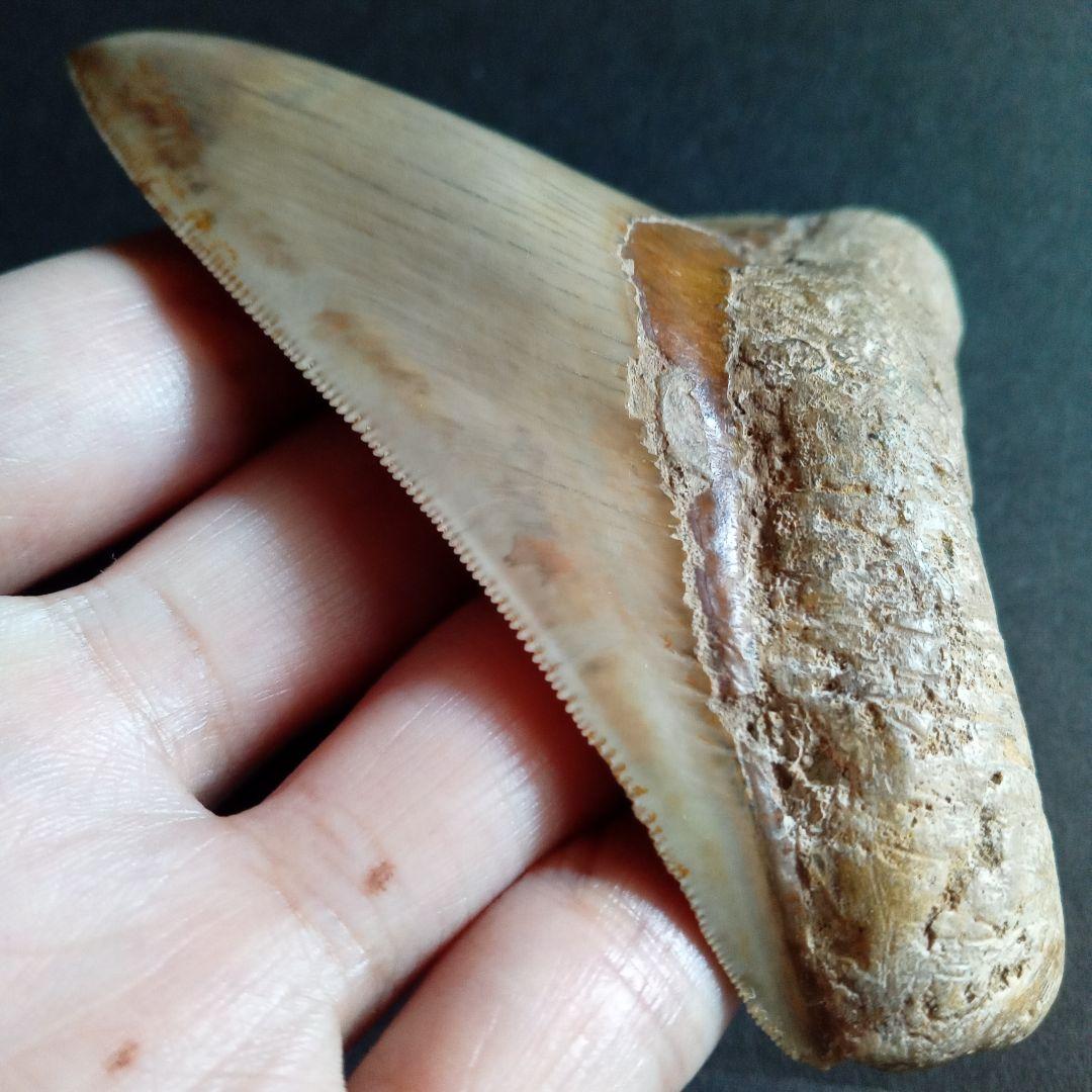 サメの歯化石　インドネシア　 メガロドン