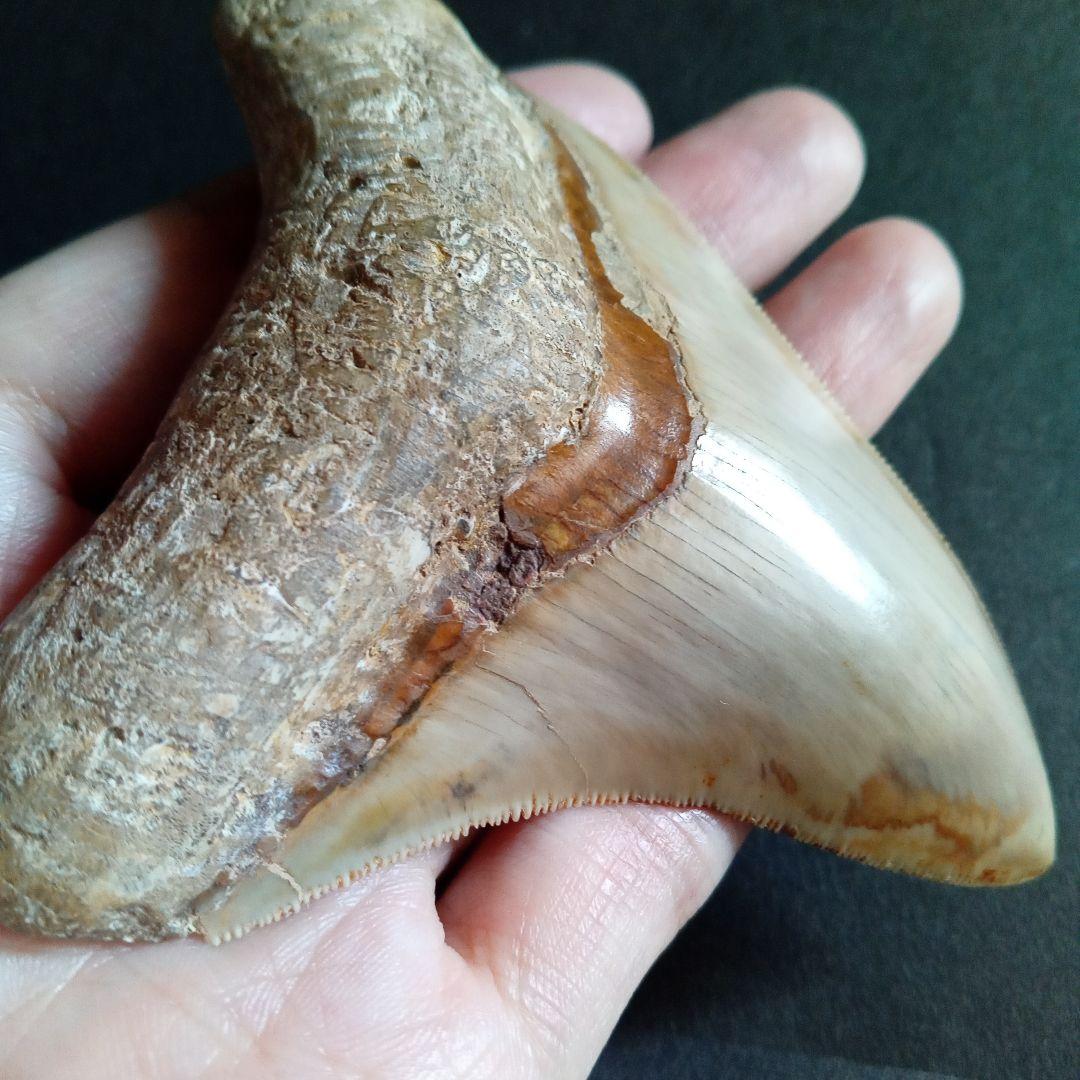 サメの歯化石　インドネシア　 メガロドン