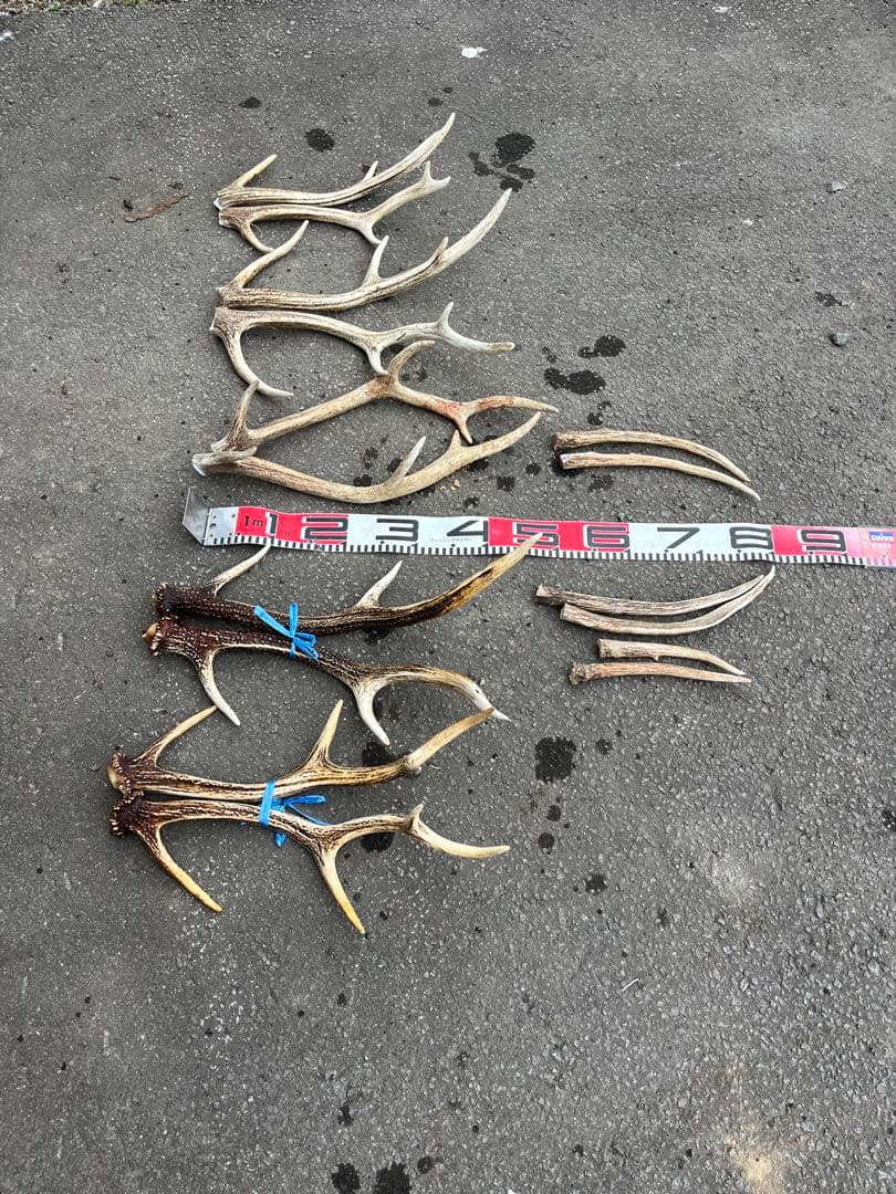 エゾシカのツノ　２