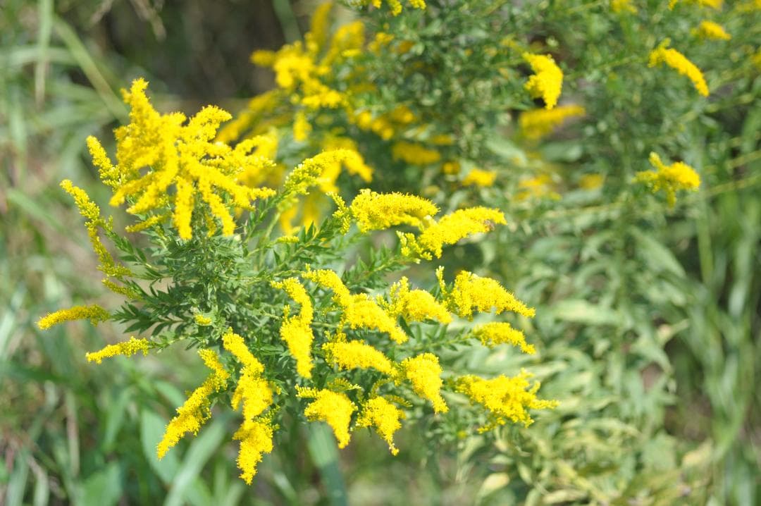 レンズ(単焦点) Nikon ai-s micro nikkor 105mm f2.8
