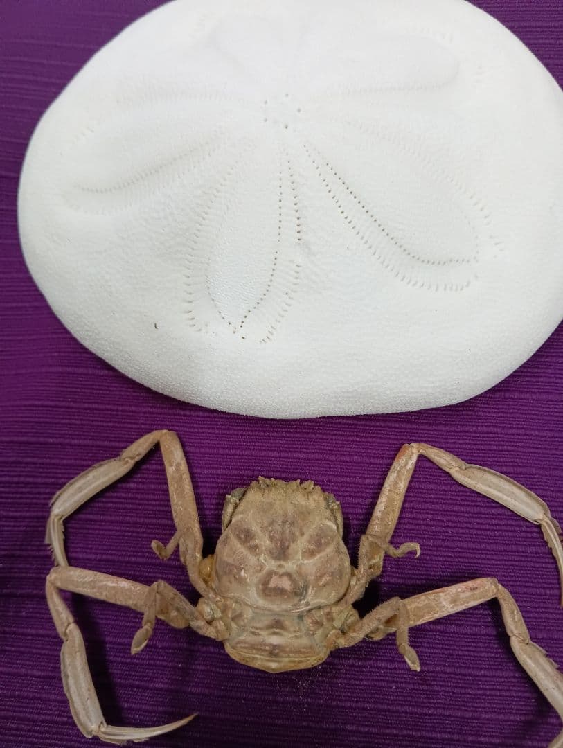 四国太平洋高知県産稀少平家蟹（蜘蛛蟹）サムライ蟹＆タコノマクラリアル標本セット