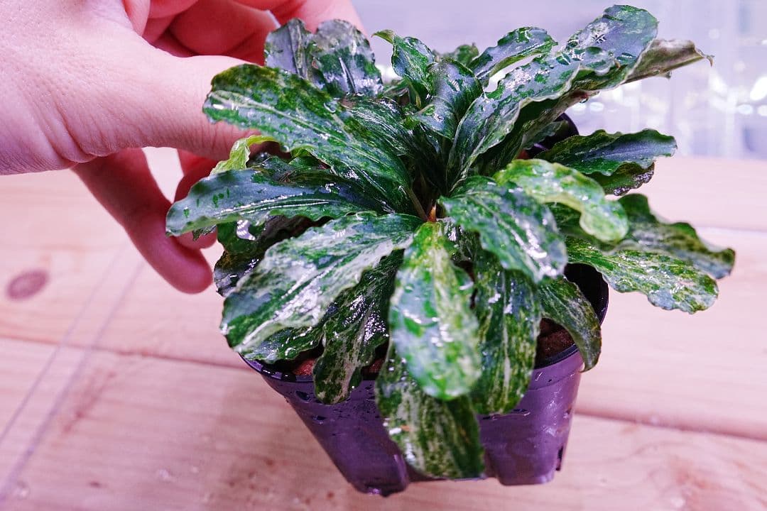 ブセファランドラsp. グリーンウェービー 斑入り バリエガータ　水上葉　無農薬