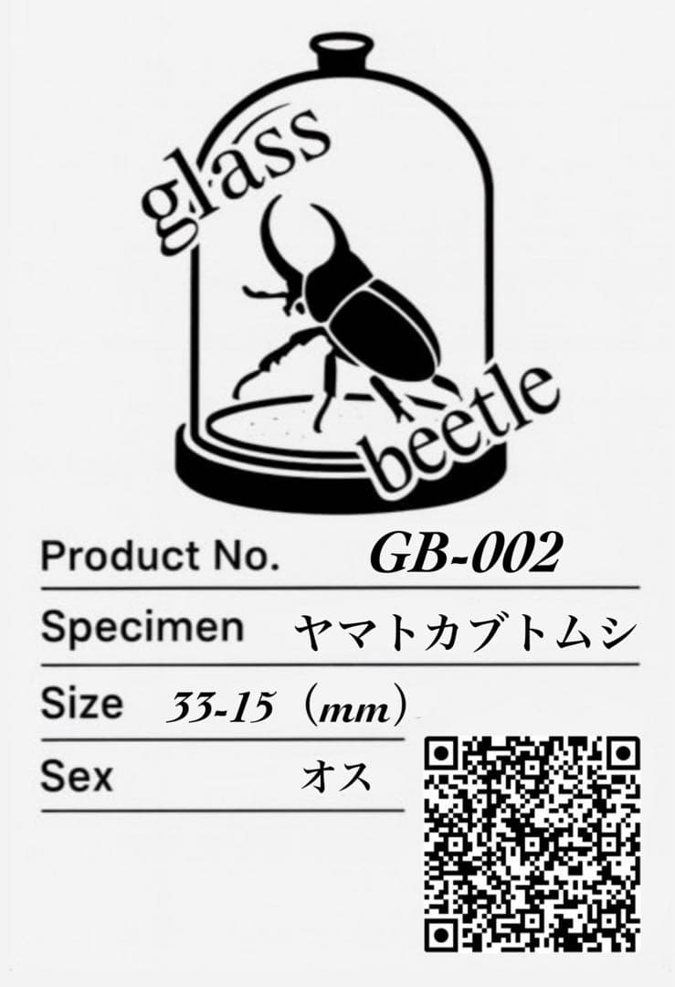 【Glass Beetleヤマトカブトムシ標本 GB-002】