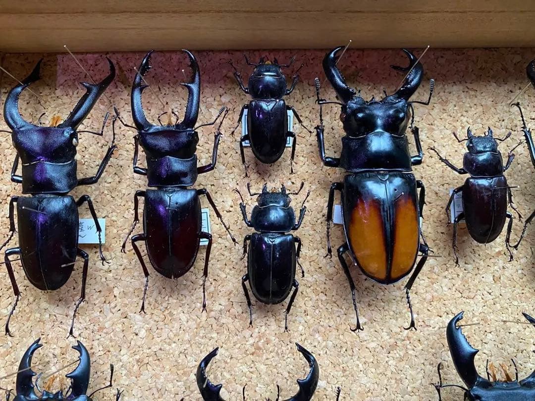 クワガタ多数　大型標本