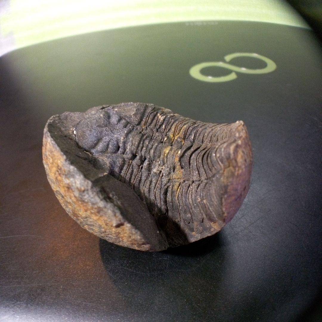 三葉虫　化石　fossil　ボリビア産　トライロバイト　Fossil番号①