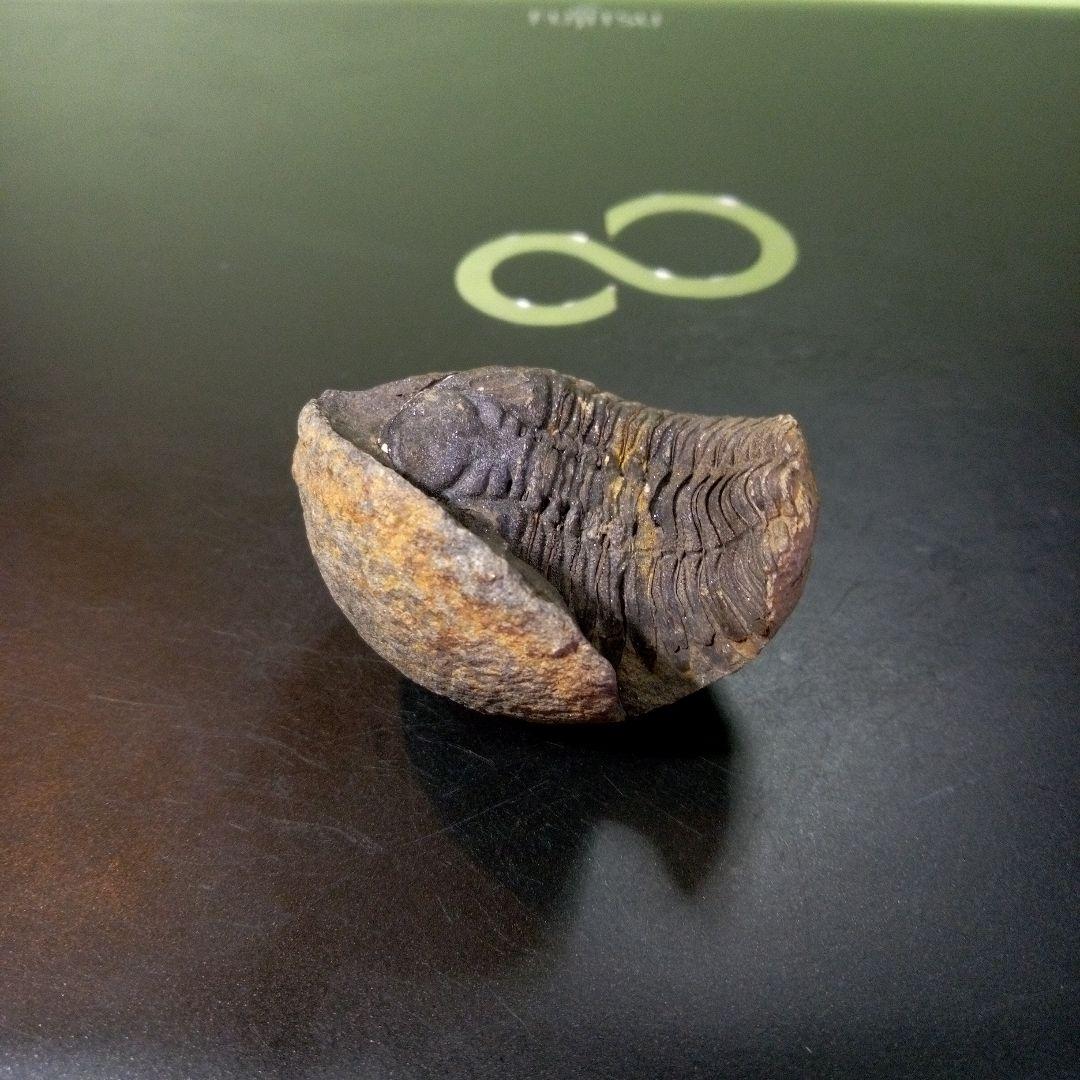 三葉虫　化石　fossil　ボリビア産　トライロバイト　Fossil番号①