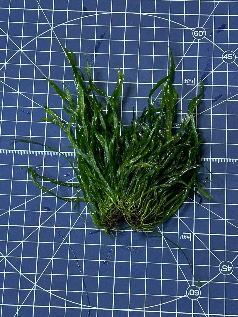 希少種‼️タイ産 本ナロー 特大塊株 メルカリ便