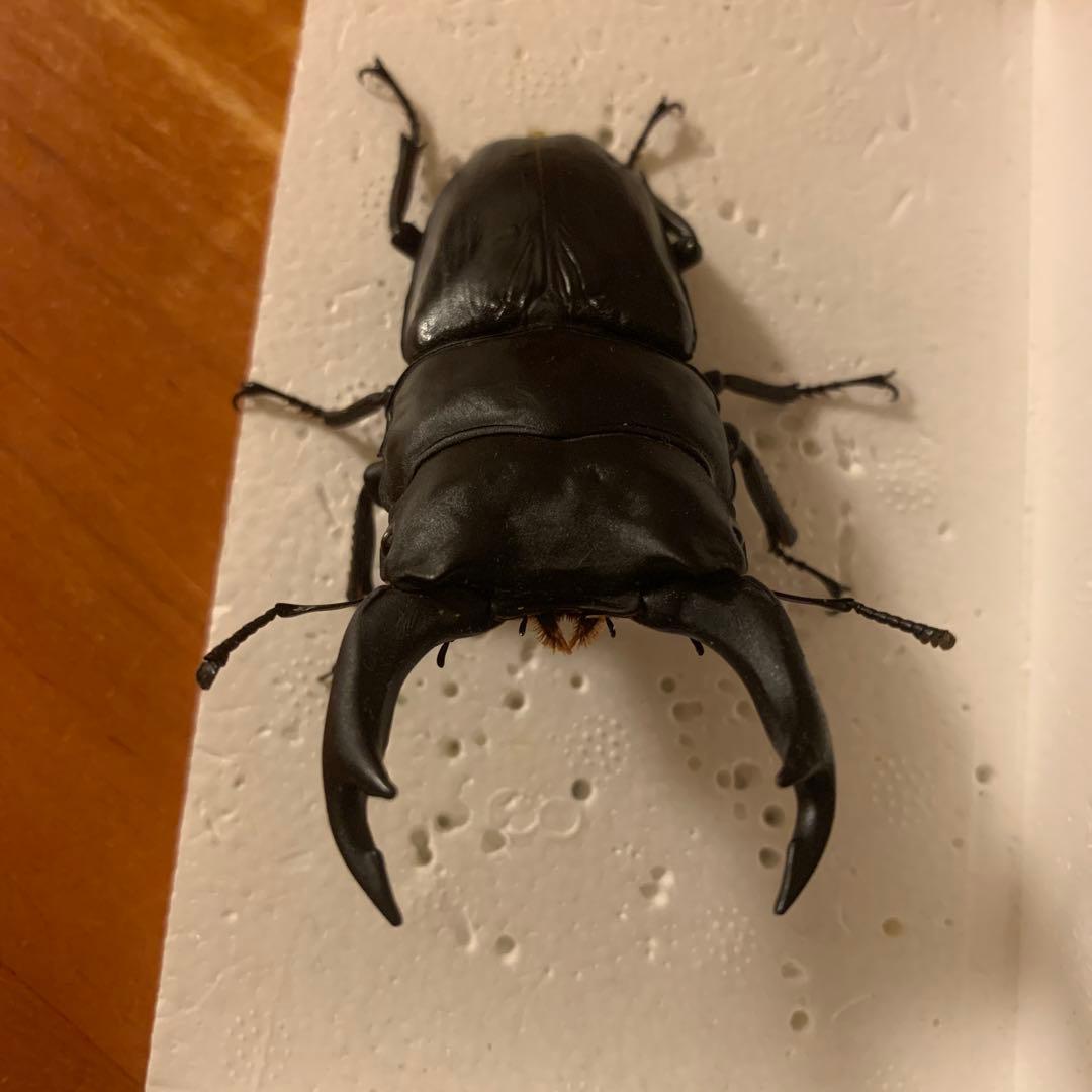 オオクワガタ 標本 死虫 能勢YG血統 脅威の88.8ミリ！