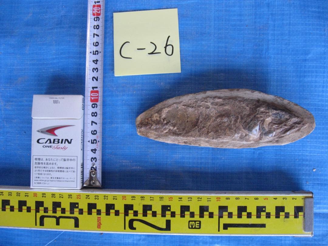化石　C-26