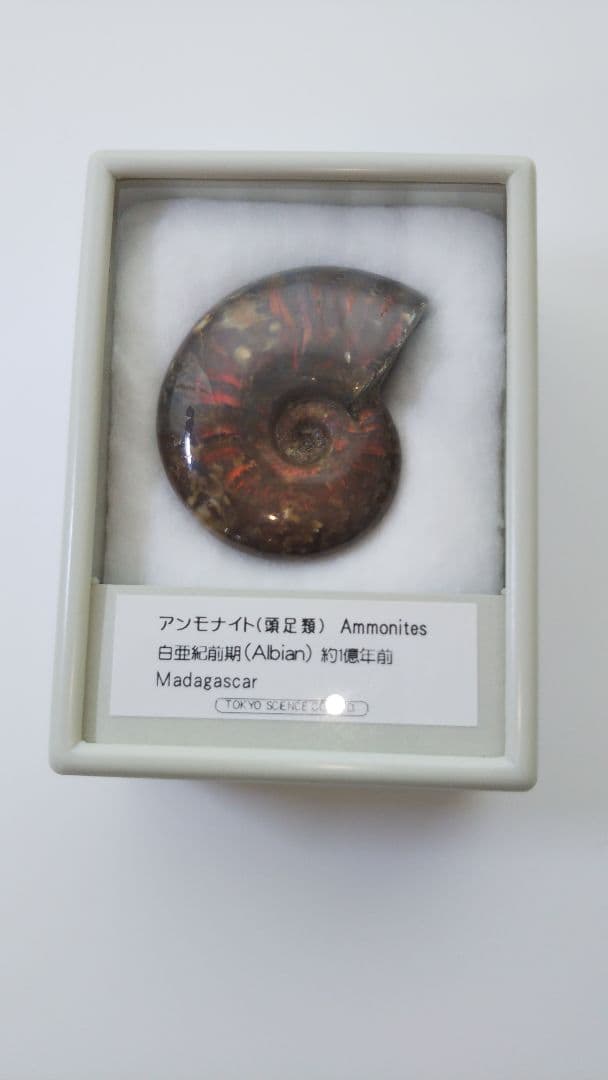 早い者勝ち 未開封 標本 希少な虹入りアンモナイト化石 白亜紀前期