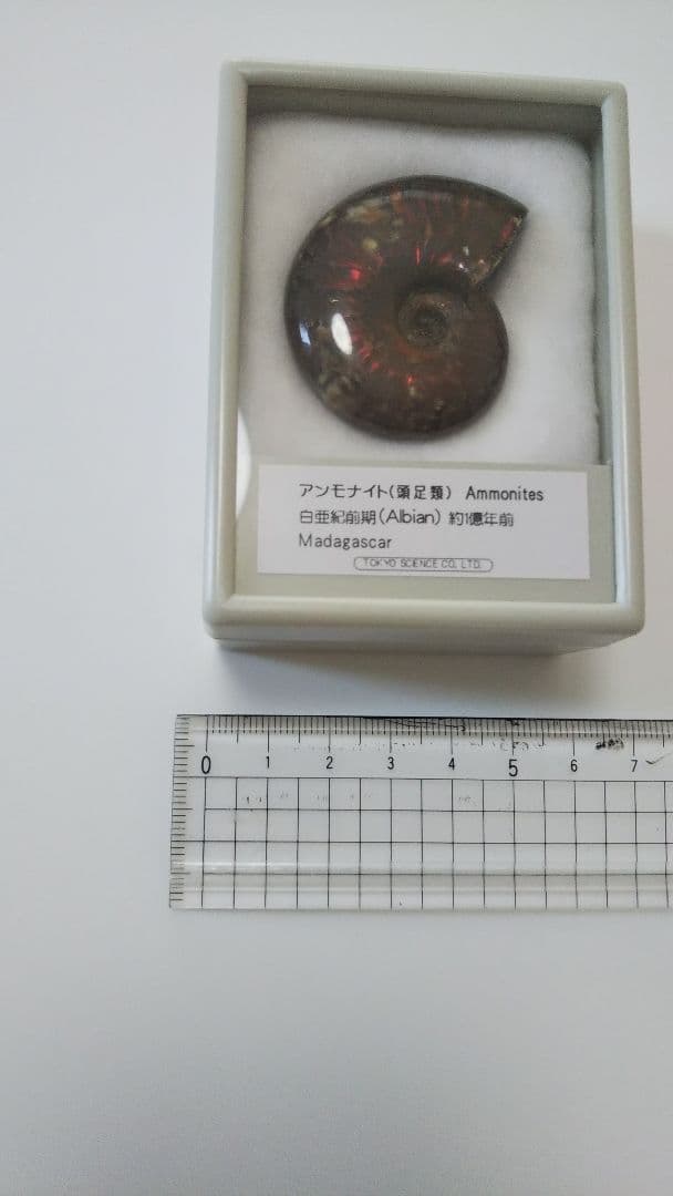 早い者勝ち 未開封 標本 希少な虹入りアンモナイト化石 白亜紀前期