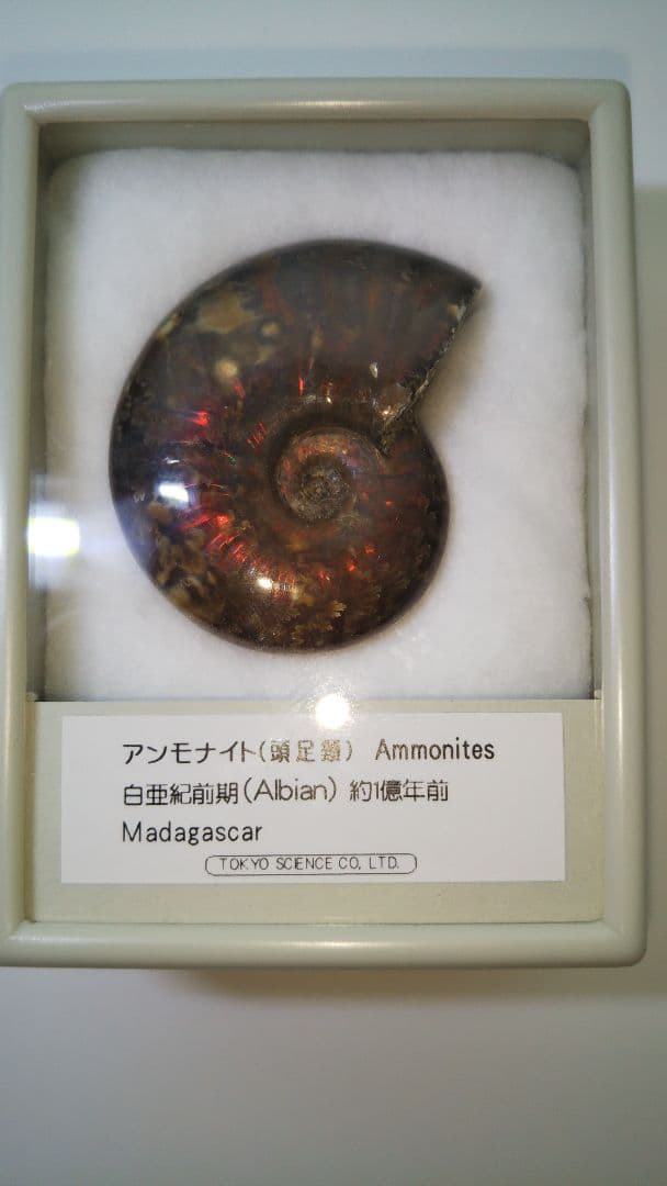 早い者勝ち 未開封 標本 希少な虹入りアンモナイト化石 白亜紀前期