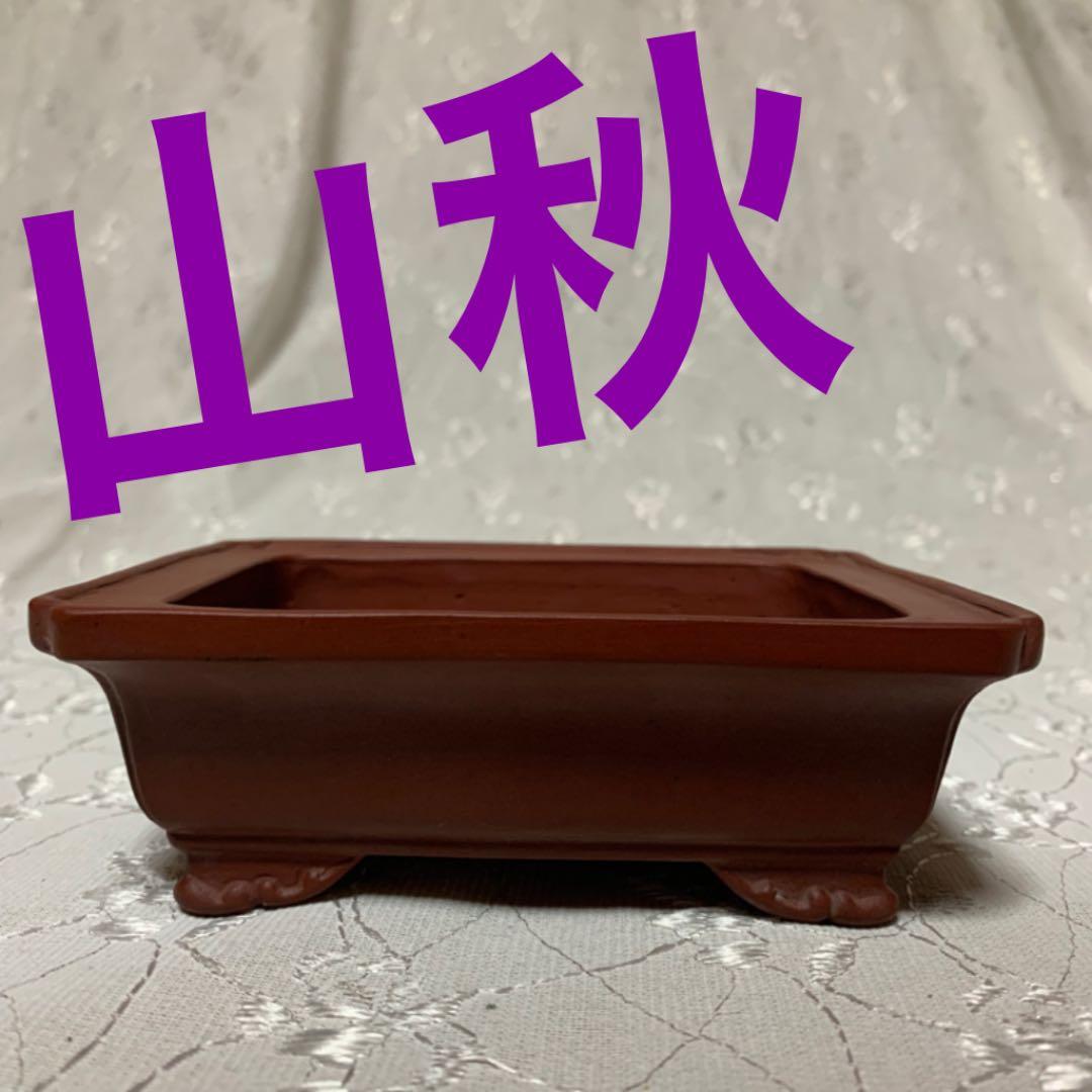 山秋　盆栽鉢　長方