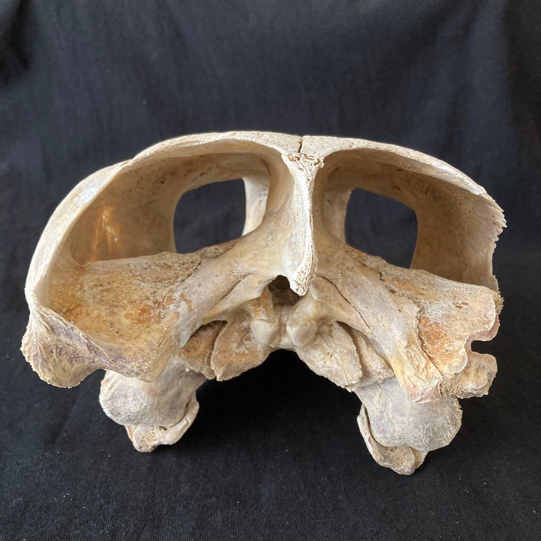 アカウミガメの頭骨、頸椎、クチバシ