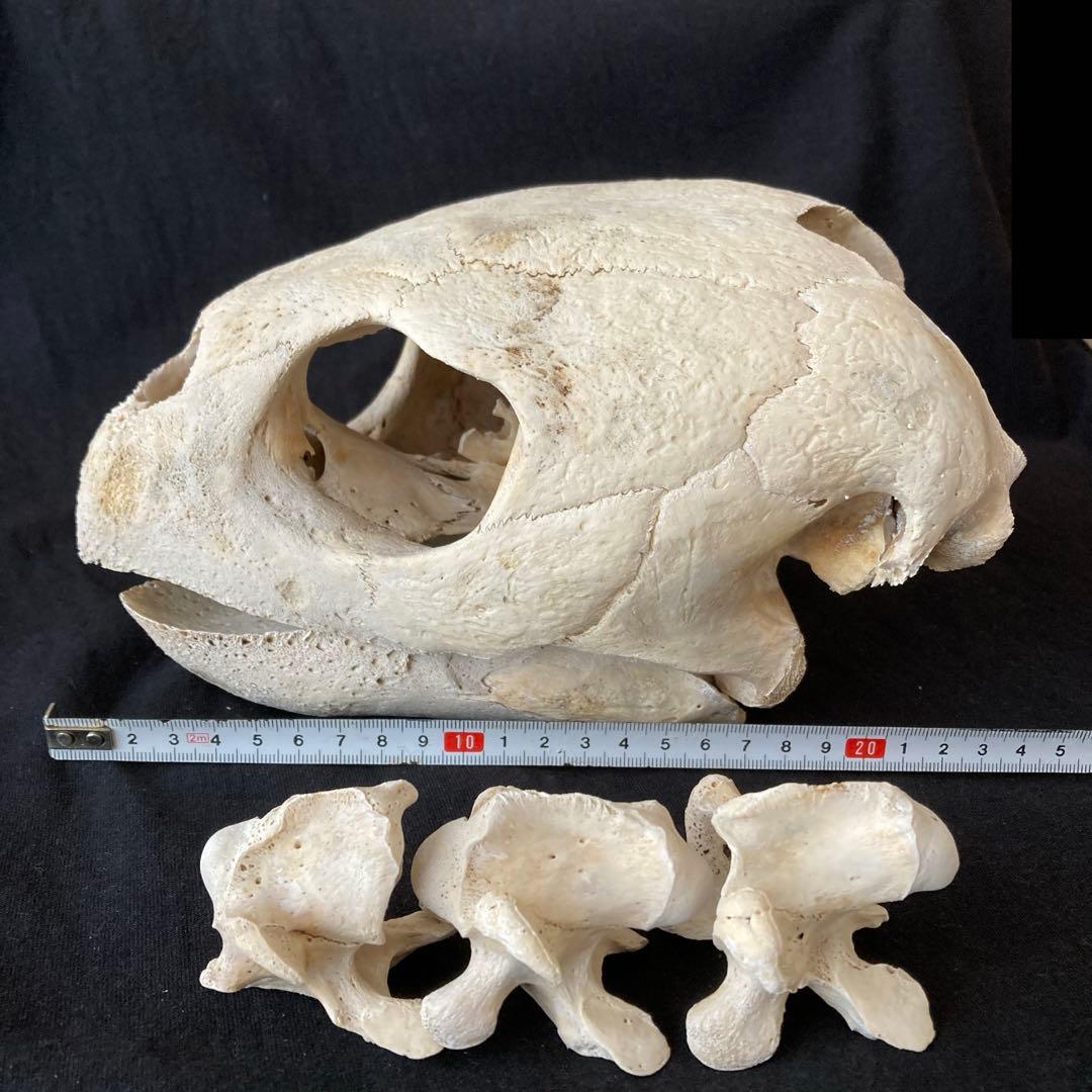 アカウミガメの頭骨、頸椎、クチバシ