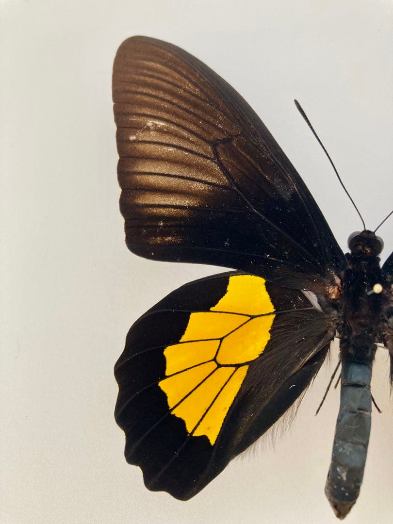 チモールキシタアゲハ（1ペア・チモール）