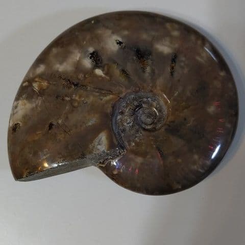 アンモナイト化石  555グラムBIG