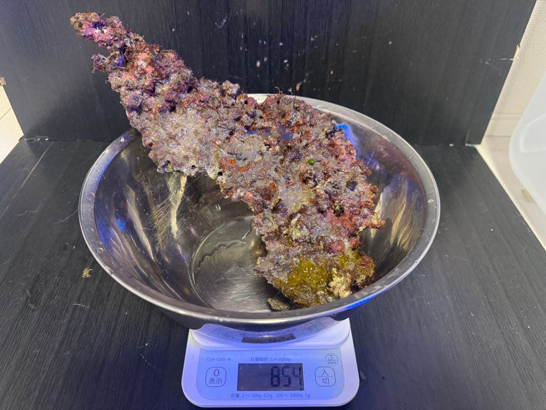 天然ライブロック 4個