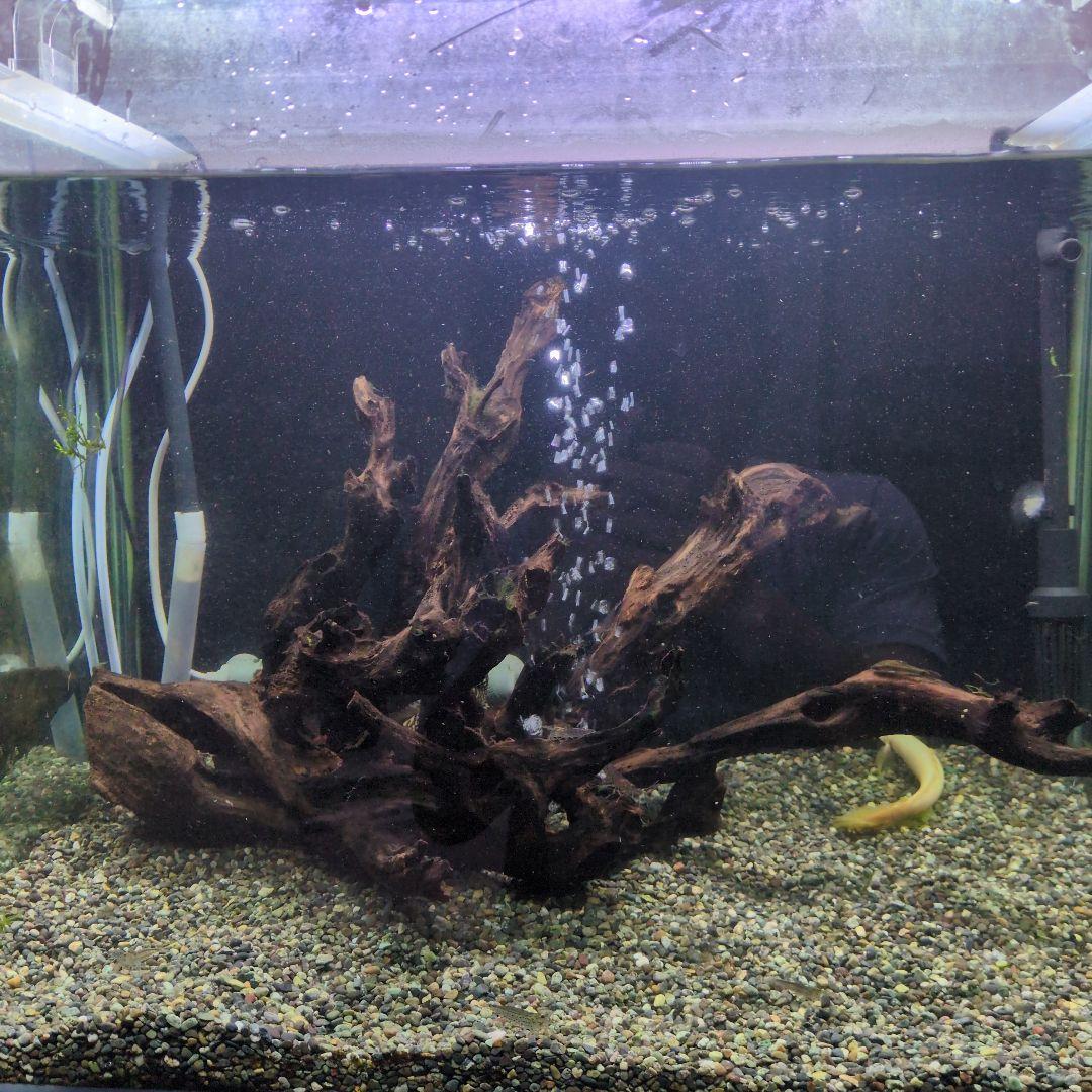 水槽用流木ダークブラウン沈水済み