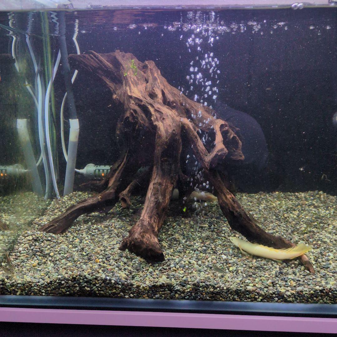 水槽用流木ダークブラウン沈水済み