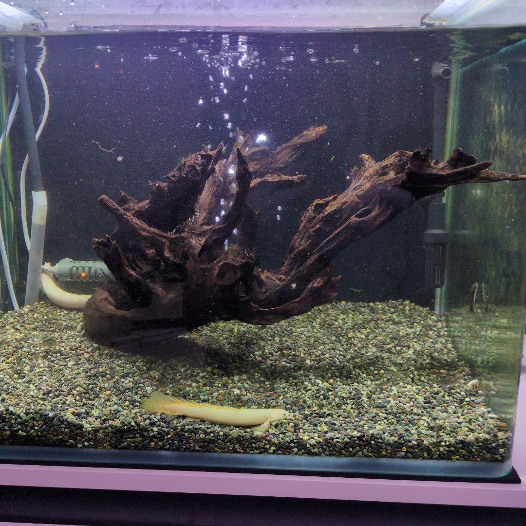 水槽用流木ダークブラウン沈水済み