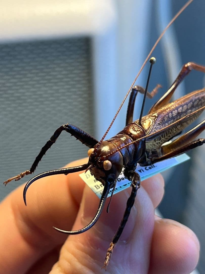 【極美展足】クワガタキリギリス 化け物キリギリス 昆虫標本 ウェタ バッタ