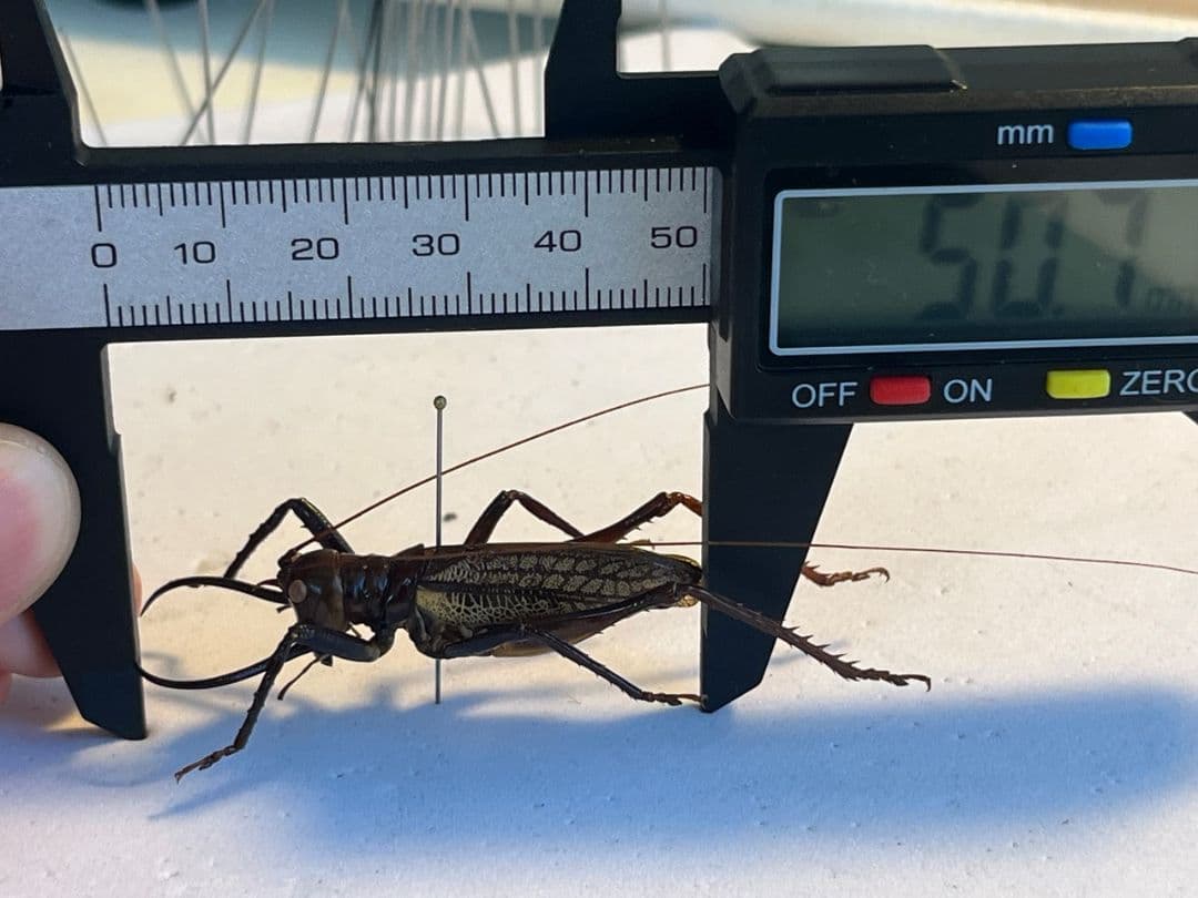 【極美展足】クワガタキリギリス 化け物キリギリス 昆虫標本 ウェタ バッタ