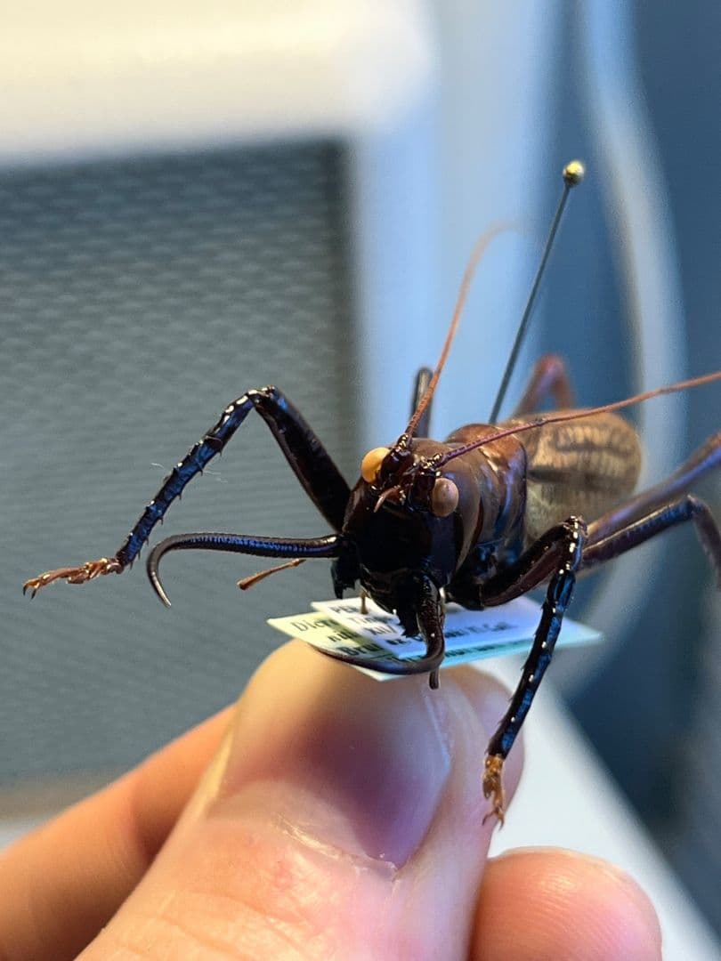【極美展足】クワガタキリギリス 化け物キリギリス 昆虫標本 ウェタ バッタ