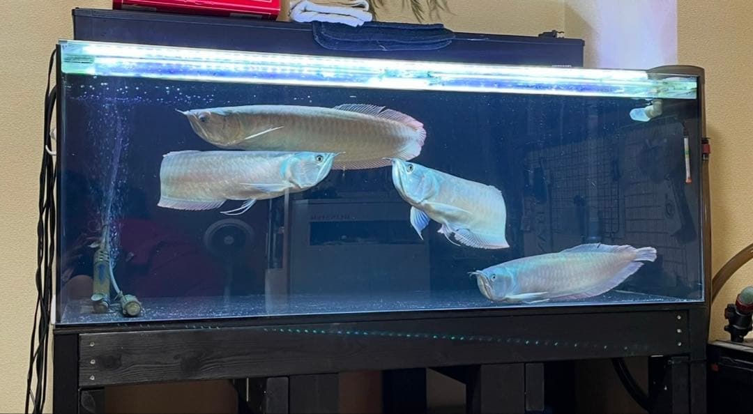 最終値下げ！1200 アクリル水槽 4面ブラック レア 一式セット 大型