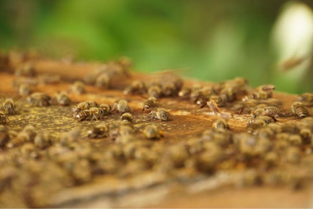 はちみつ　日本蜜蜂のハチミツ　奥山の奥の蜂蜜と花粉入りハチミツ