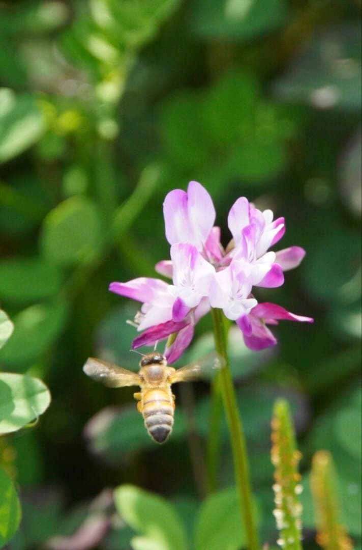 はちみつ　日本蜜蜂のハチミツ　奥山の奥の蜂蜜と花粉入りハチミツ