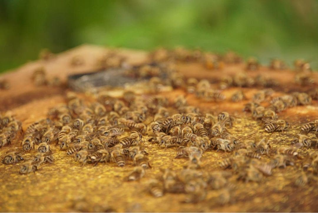 はちみつ　日本蜜蜂のハチミツ　奥山の奥の蜂蜜と花粉入りハチミツ