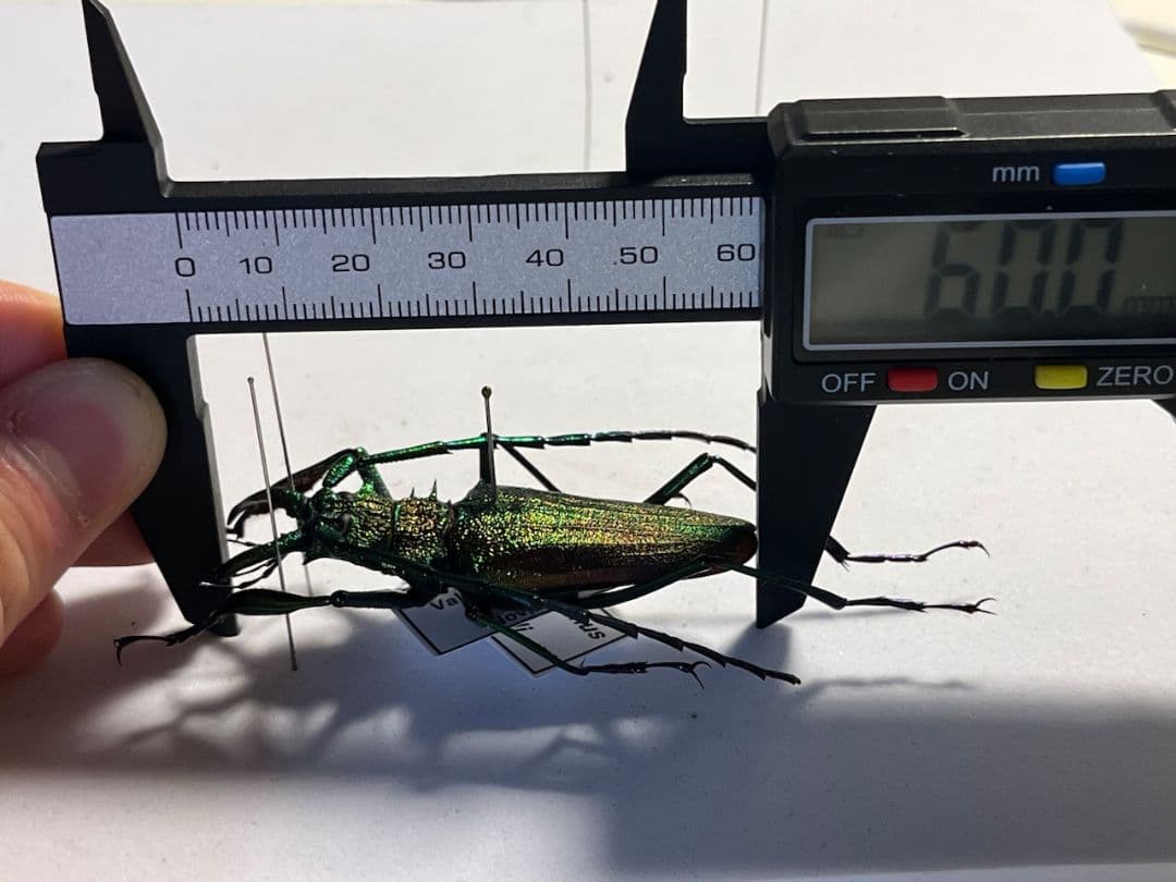 【赤緑】ルリオニカミキリ ムラサキオニノコギリカミキリ 昆虫標本