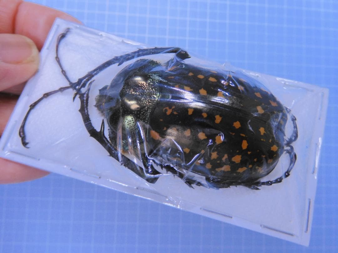 標本 Cheirotonus formosanus pair 46-55mm