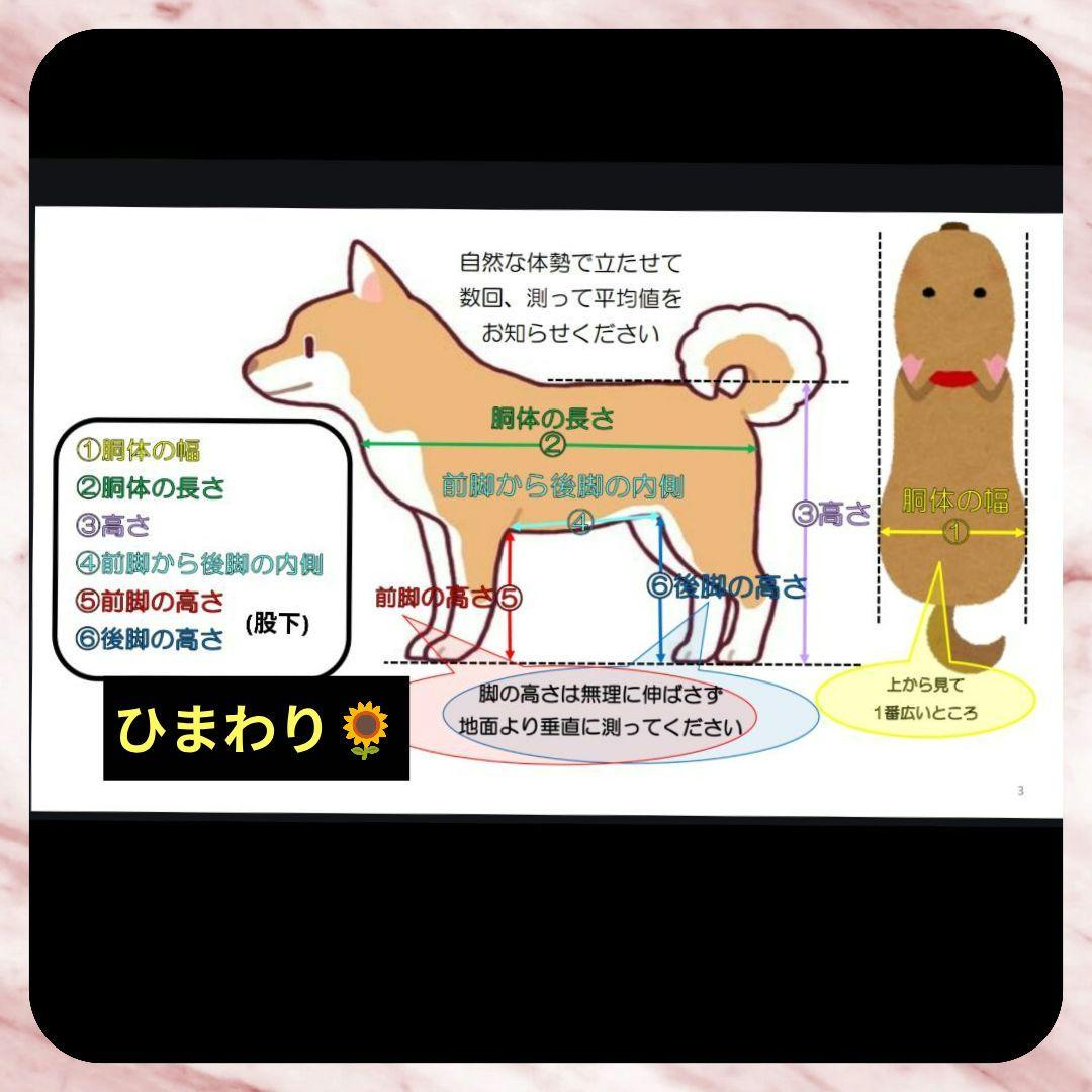 ワンちゃん4輪　リハビリ　食事補助　犬用車椅子　シニア介護　犬の歩行器
