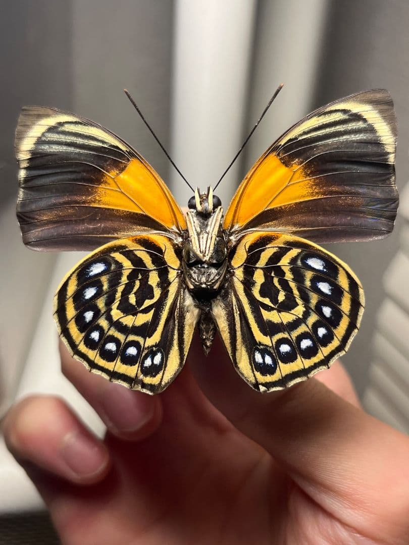 アグリアスファルキドンフルニエラ♂ ペリクレスミイロタテハ 蝶標本