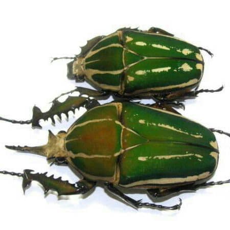 南コンゴ産 ポギーオオツノカナブン f. refino ペア 84mm 58mm