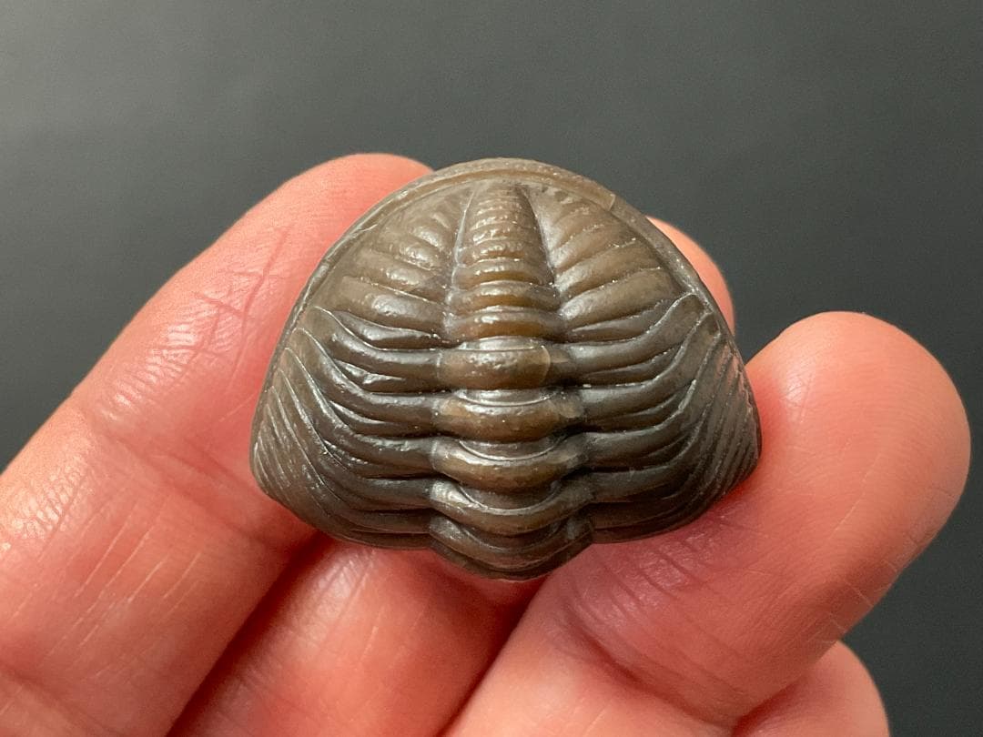 三葉虫 エルドレドゲオプス [PH98] 化石 最高品質