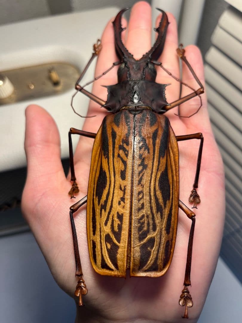 【155mm程】オオキバウスバカミキリ標本 Macrodontia 昆虫標本