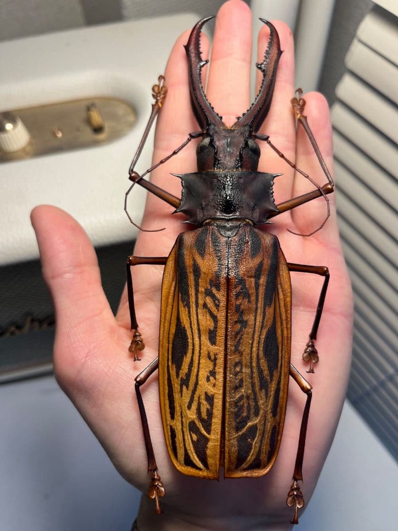 【155mm程】オオキバウスバカミキリ標本 Macrodontia 昆虫標本