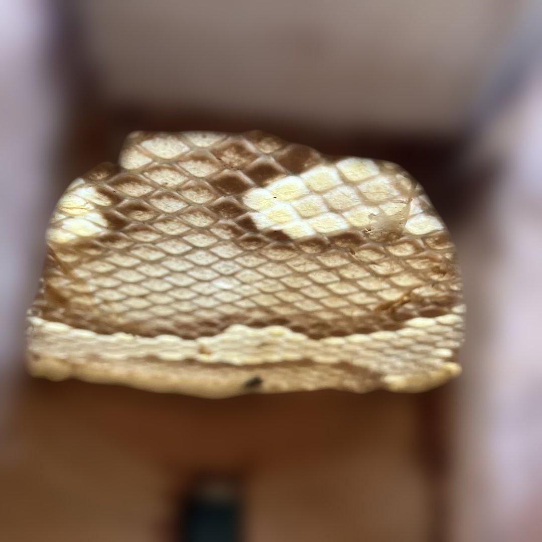 三線　チーガ　本張り（蛇皮1枚）中古品