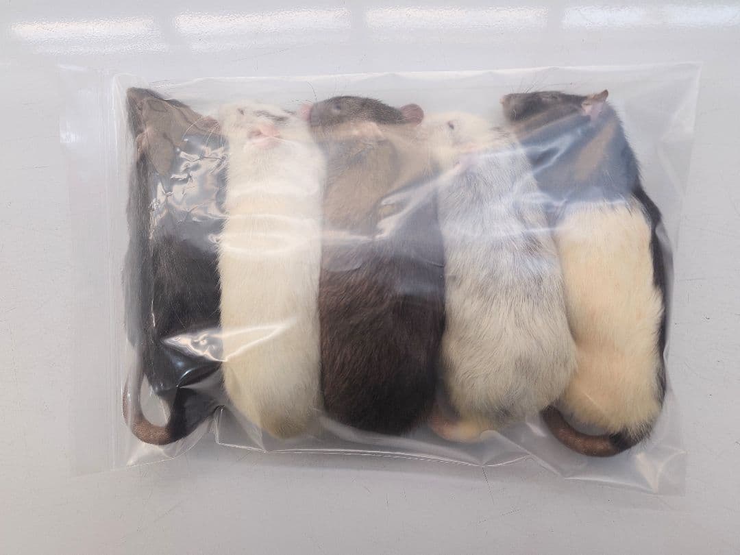 冷凍ラット(国産) 130~180g 30匹セット