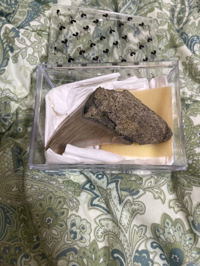 サメの歯の化石150mm