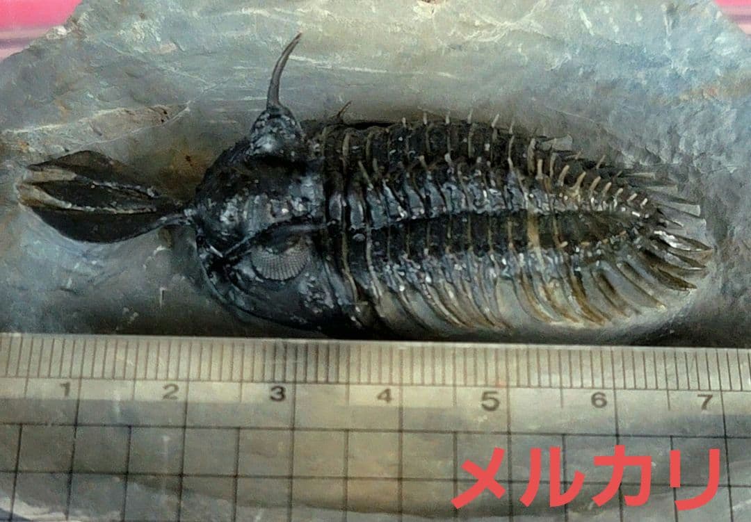 トゲトゲ！三葉虫【Walliserops lindoei】化石 モロッコ