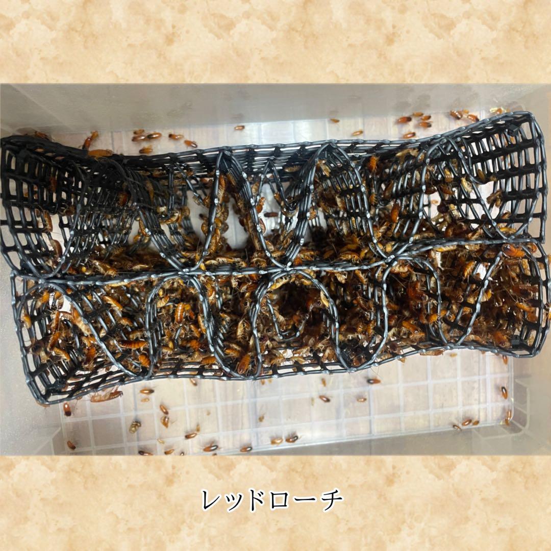 「M様　シェルター (M)×2」