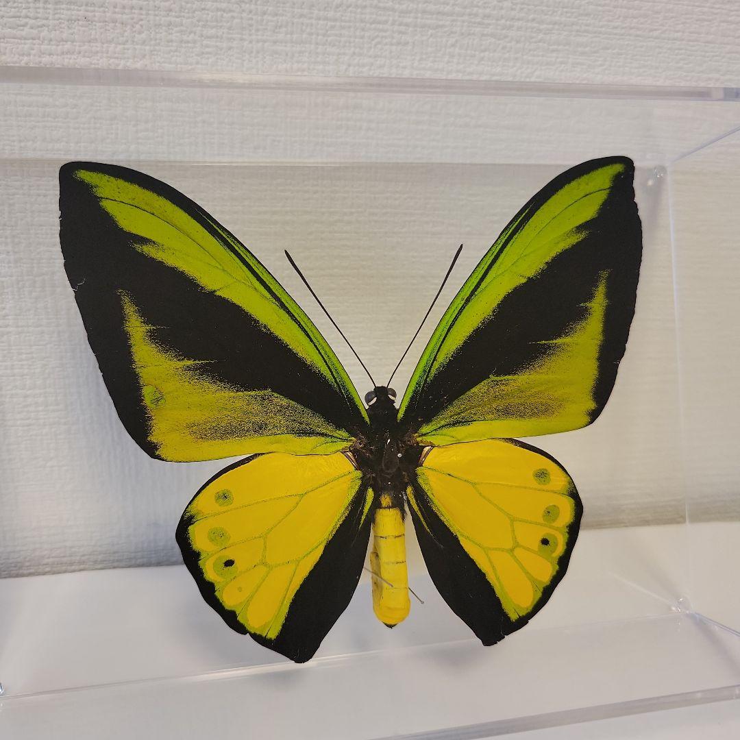 蝶の標本　トリバネチョウの王様(珍特A)