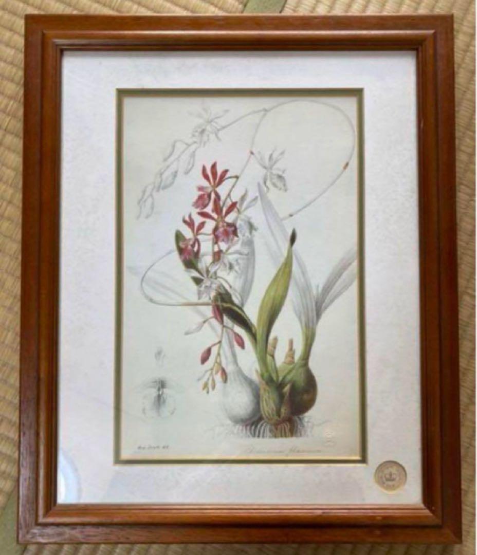 英国　Kew Garden オーキッドのスケッチのプリント木製フレ入り付き